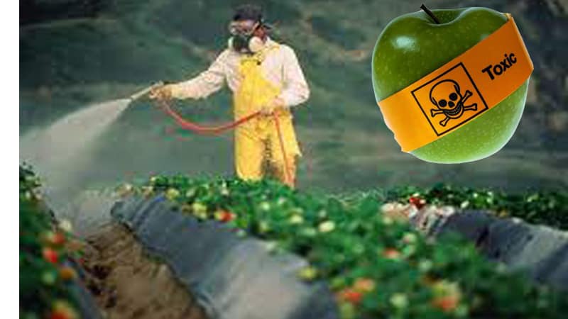 Вплив пестицидів, гербіцидів та інсектицидів на здоров’я людини